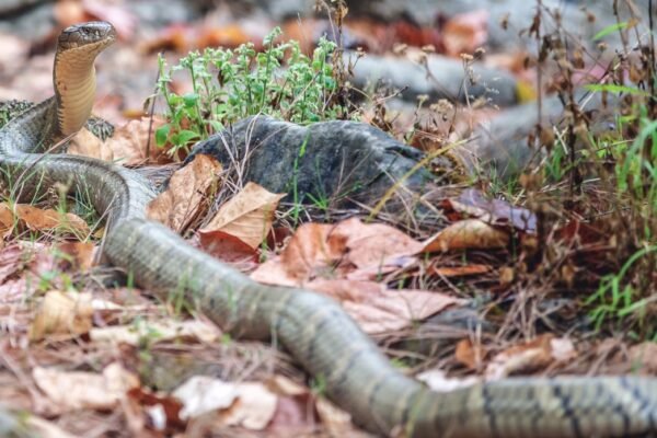 Rare Sighting of the King Cobra Sparks Concern for Conservation