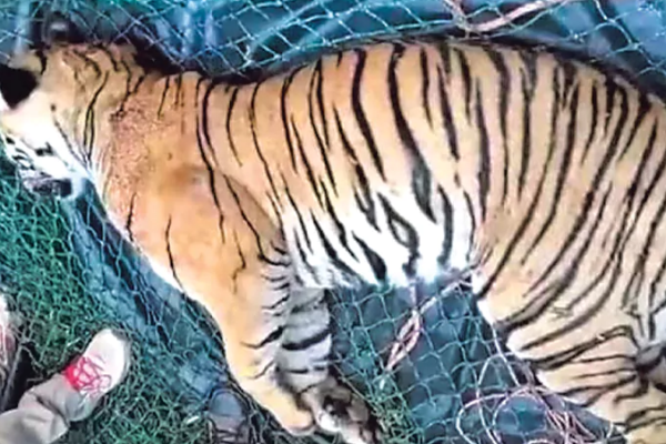 Aggressive Tiger Killed By Its Rescue Team In Self-Defense