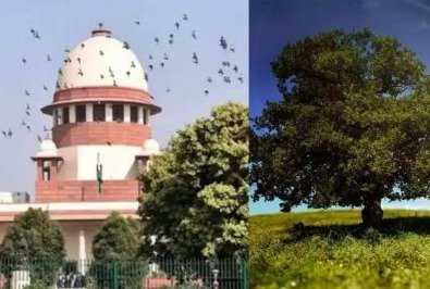 SC comes down heavily on deforestation, Now on it attracts fine of Rs 1 lakh per tree