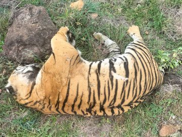 Five Tigers Poisoned in Karnataka: A Devastating Blow to Conservation