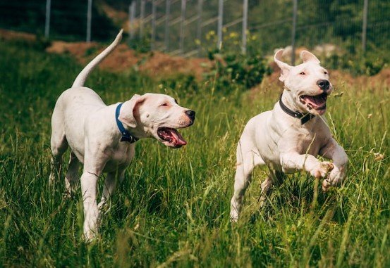 Hyderabad’s rare pet, Dogo Argentino to be relocated in a secure location way from public