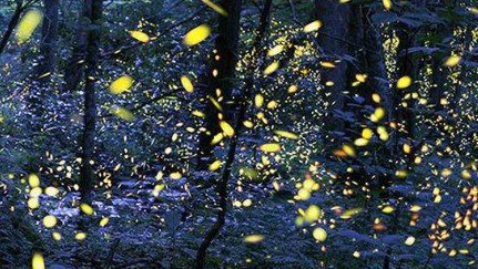 Stunning Spectacle at a Tiger Reserve