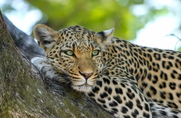 Leopard Alert: Two Big Cats Spotted Inside Hyderabad’s RCI Campus